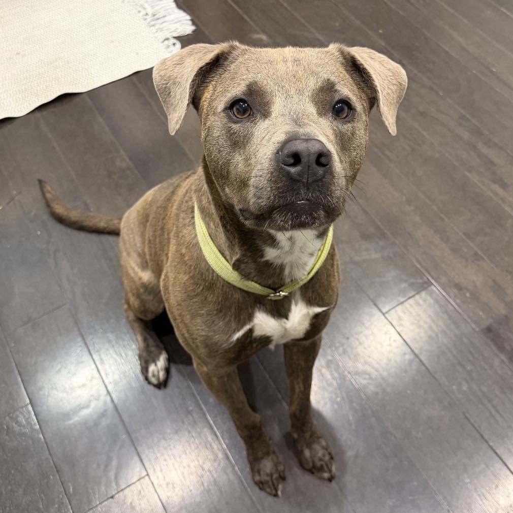 Mocha, a Adoptable Mixed Breed in Calabash, NC image 2/6