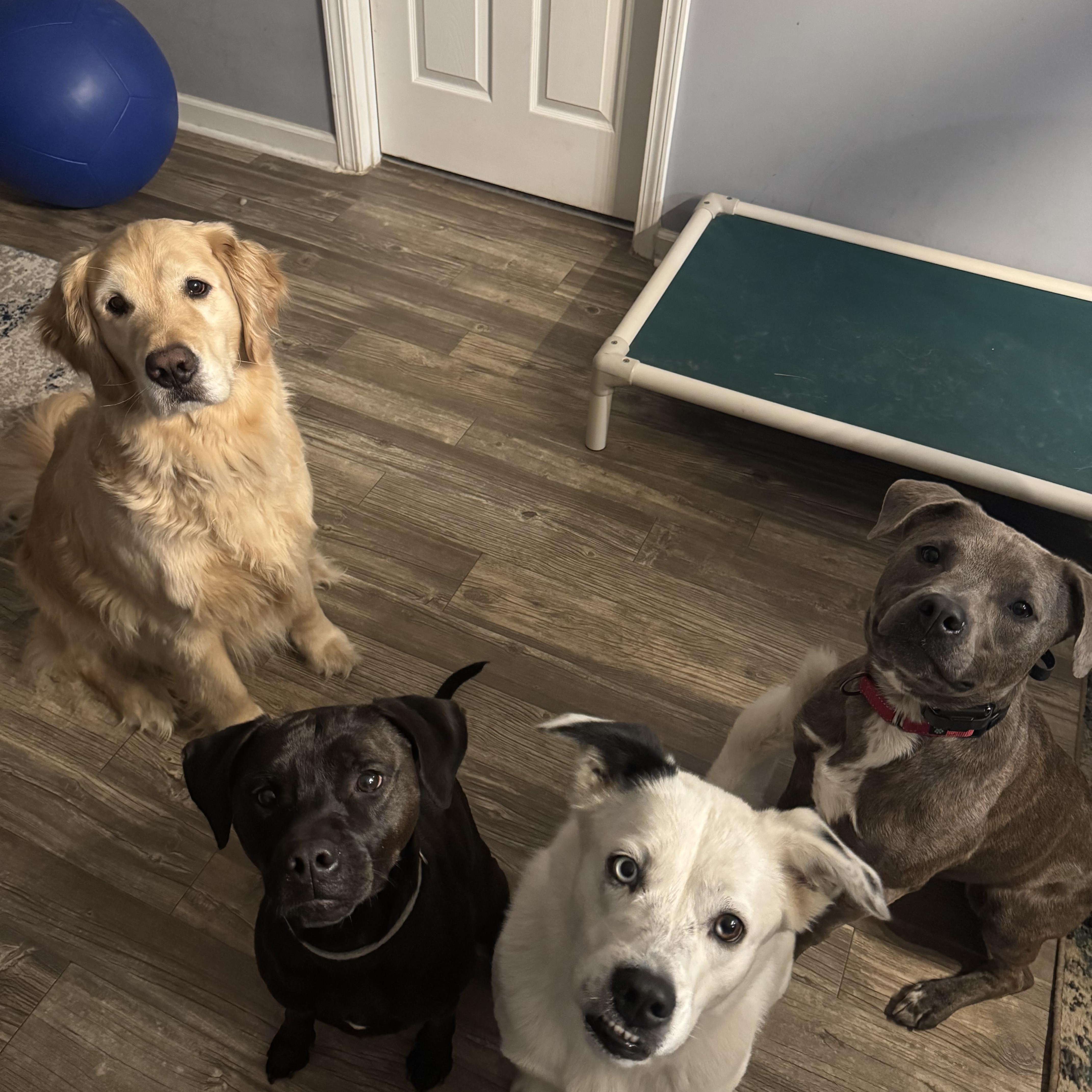 Mocha, a Adoptable Mixed Breed in Calabash, NC image 6/6