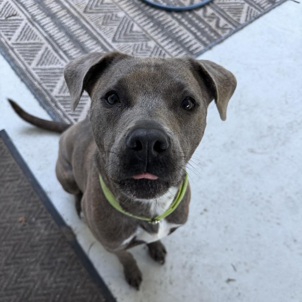 Mocha, a Adoptable Mixed Breed in Calabash, NC image 1/6