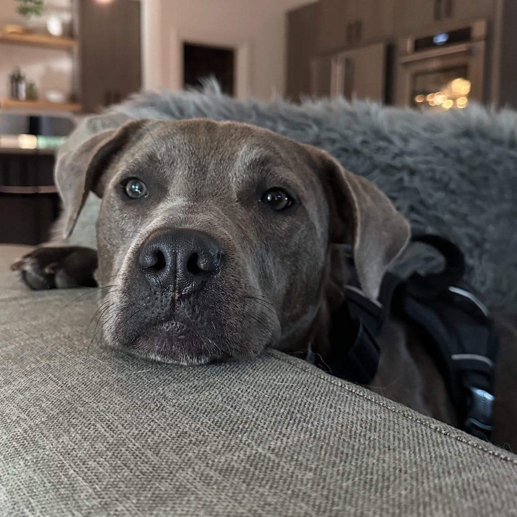 Mocha, a Adoptable Mixed Breed in Calabash, NC image 1/6