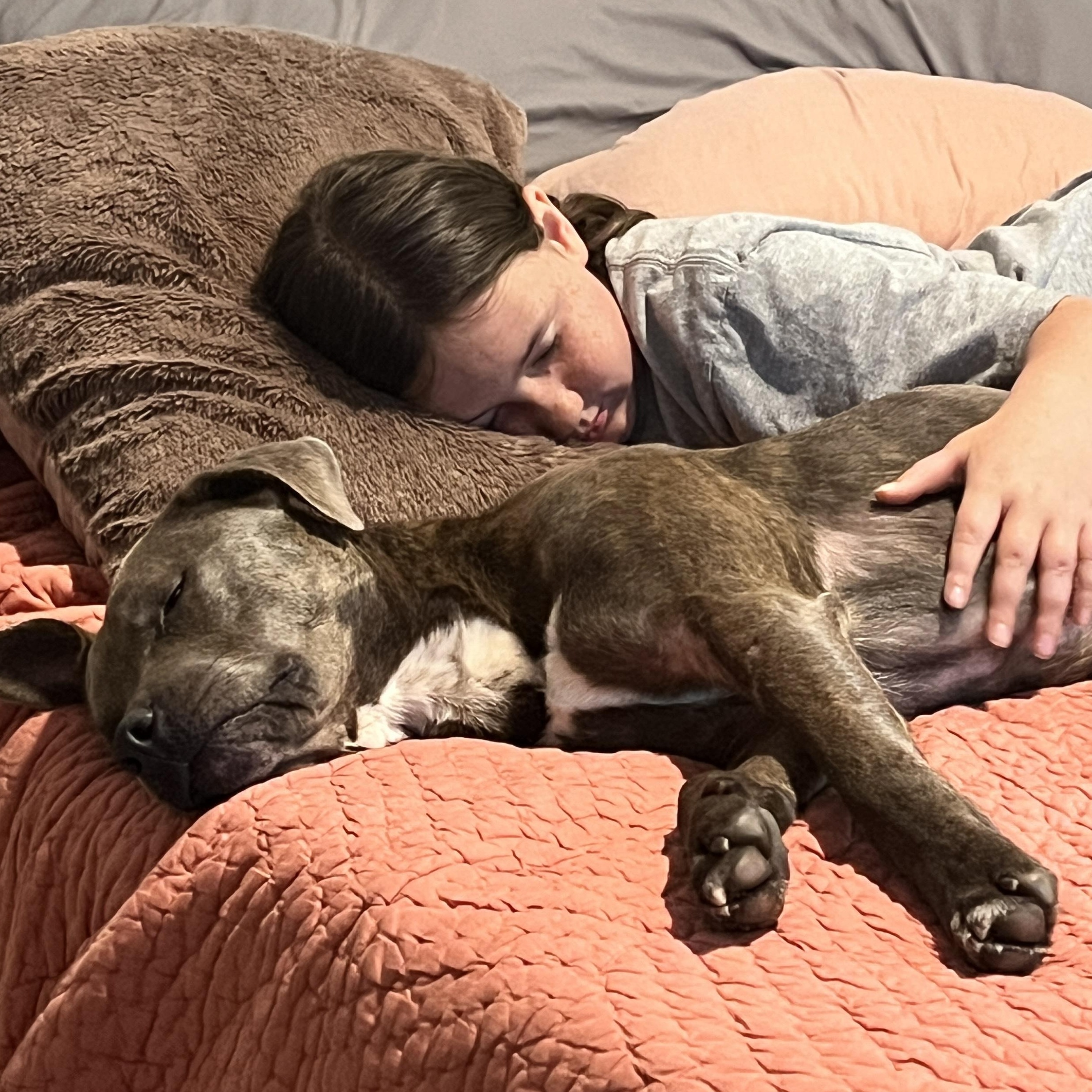 Mocha, a Adoptable Mixed Breed in Calabash, NC image 4/6