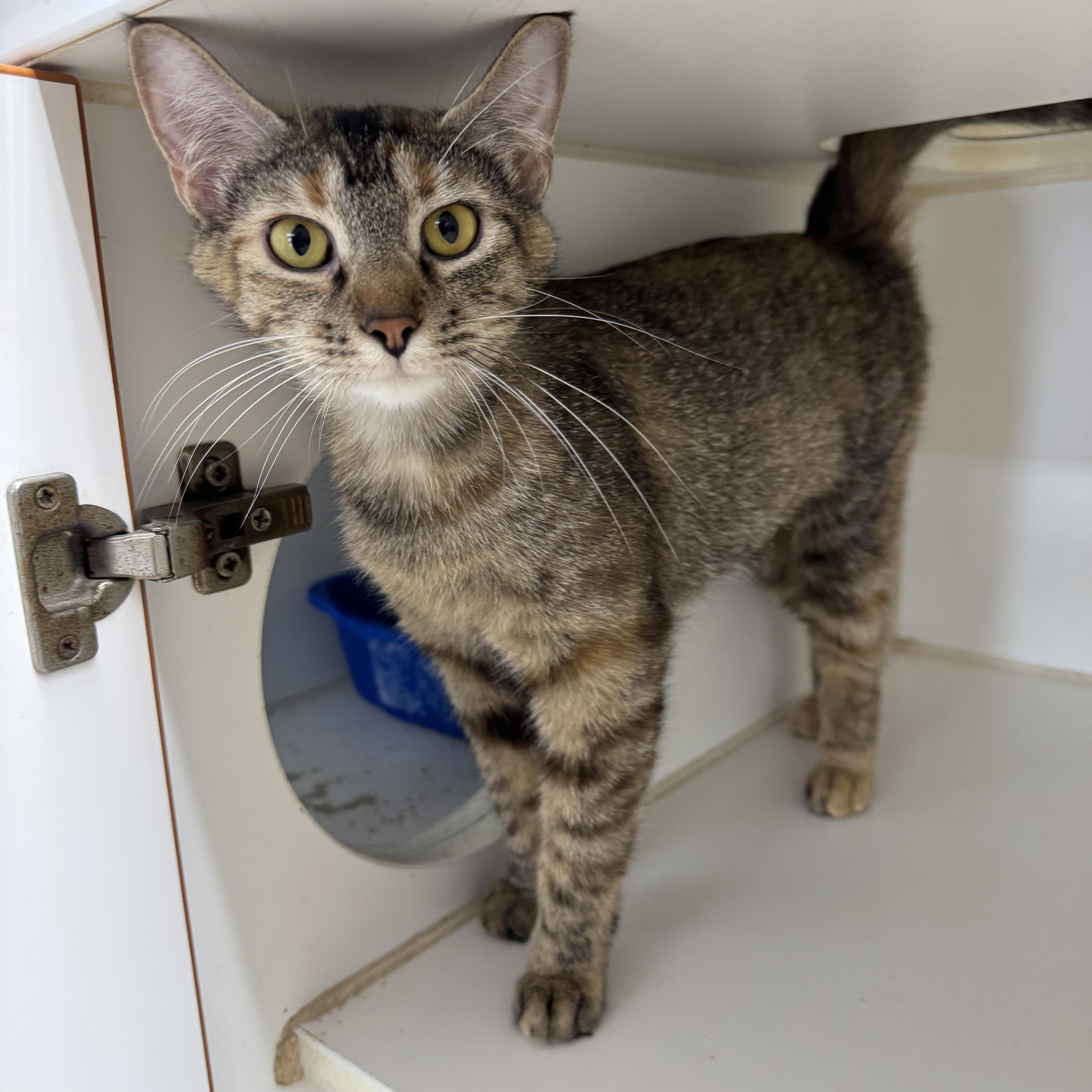 Browney, Adult Female Domestic Short Hair