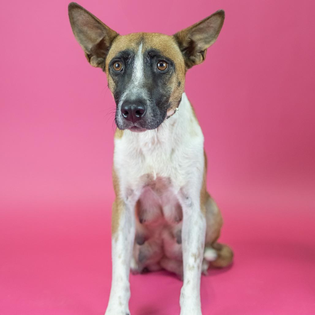 Bella, Adoptable, Adult Female Mixed Breed.
