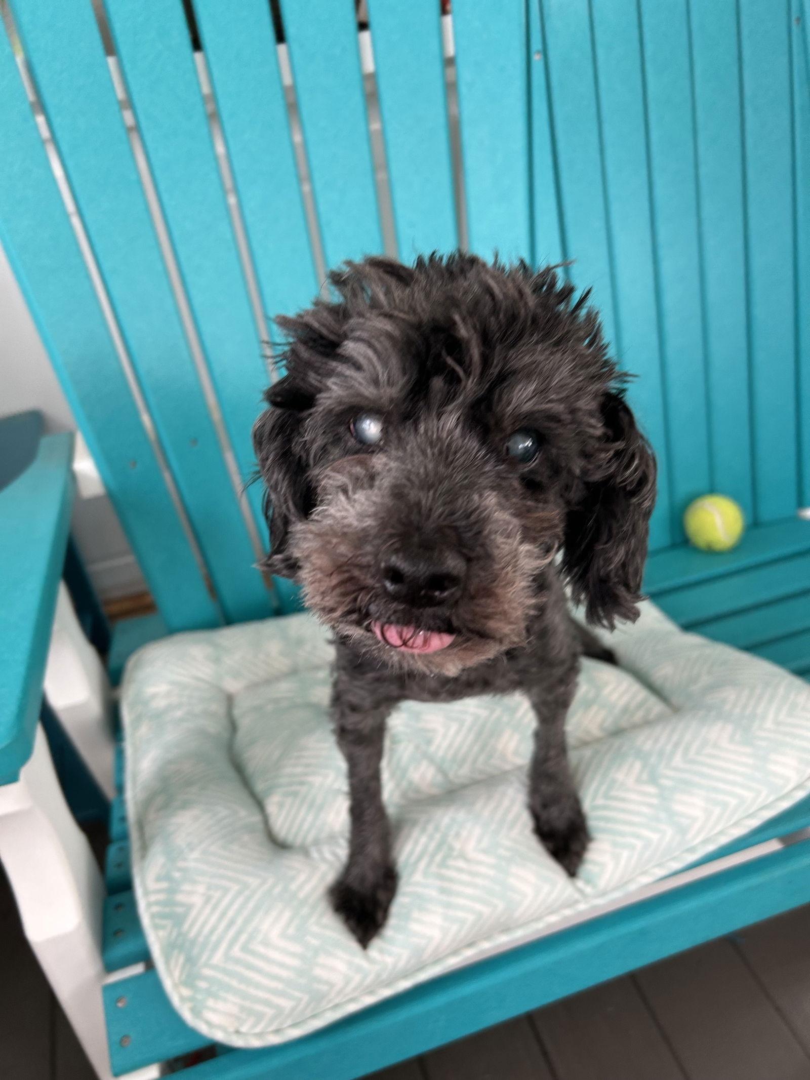 Leo May 25 - In Foster In Rocky Mount, NC, Adoptable, Senior Male Poodle.