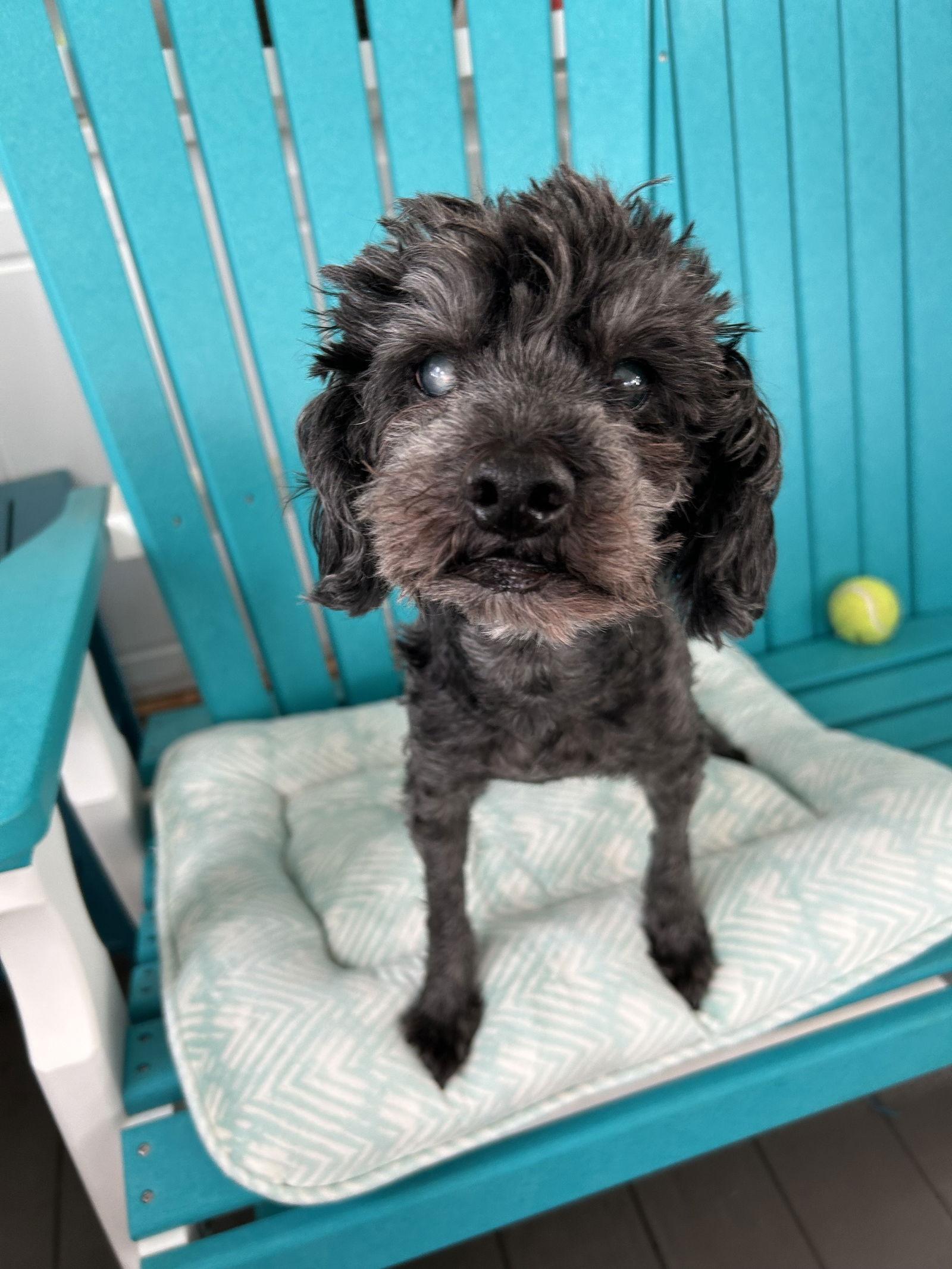 Enlarge Leo May 25 - In Foster In Rocky Mount, NC, a Adoptable Poodle in Pacolet, SC image 2/3