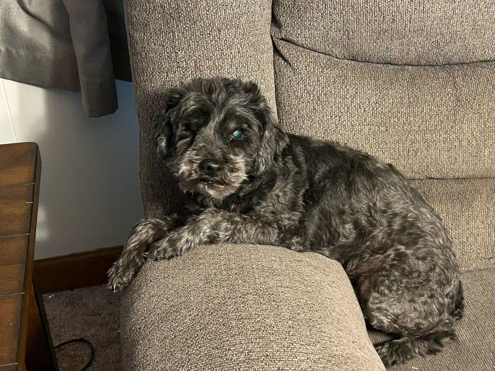 Enlarge Leo May 25 - In Foster In Rocky Mount, NC, a Adoptable Poodle in Pacolet, SC image 3/3