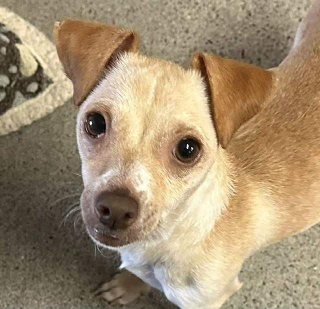 Enlarge Annie, a Adoptable mixed breed in benicia, CA image 5/6