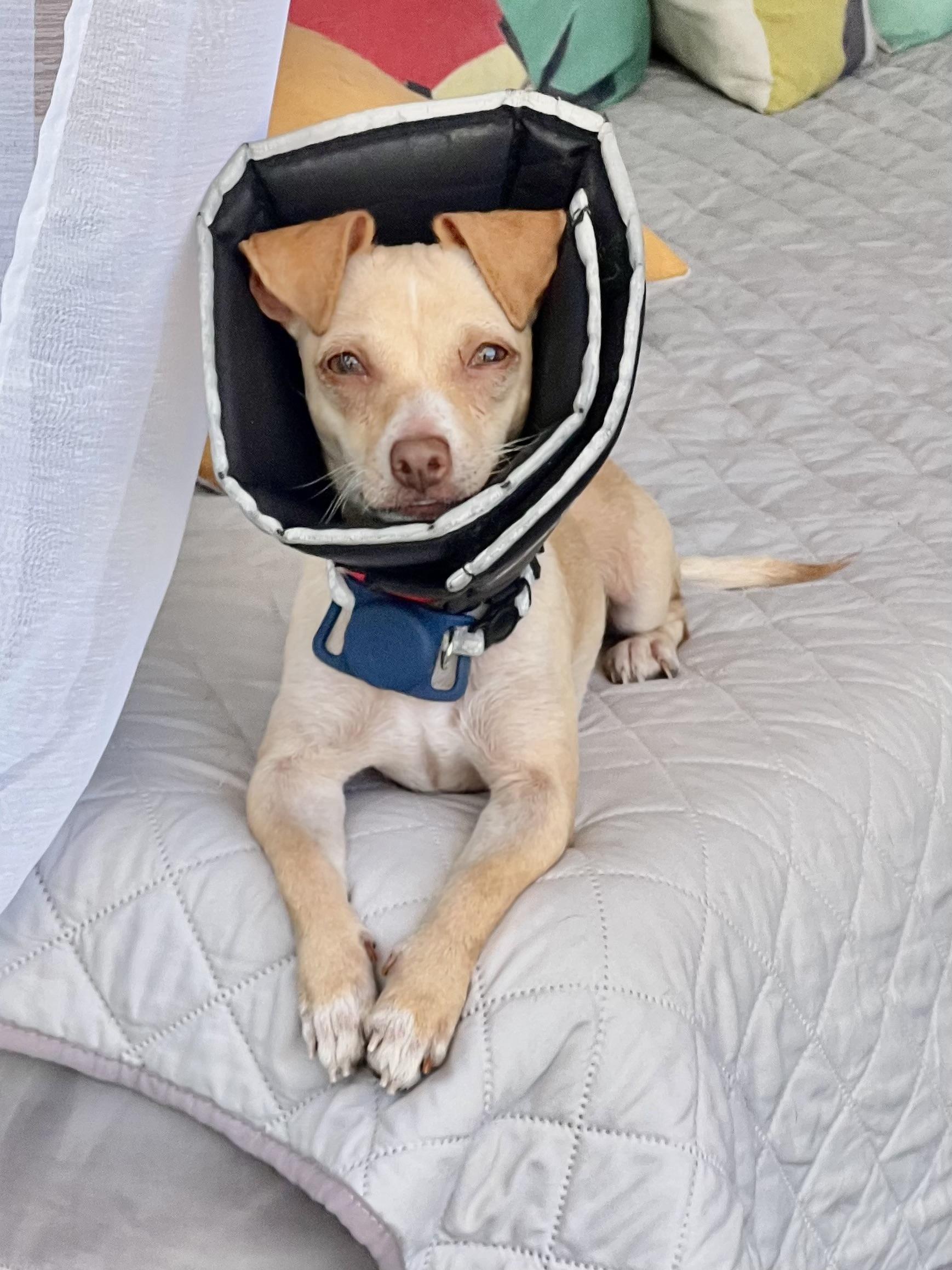 Annie, Adoptable, Young Female Chihuahua.