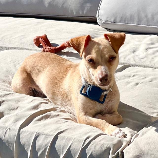 Enlarge Annie, a Adoptable mixed breed in benicia, CA image 6/6