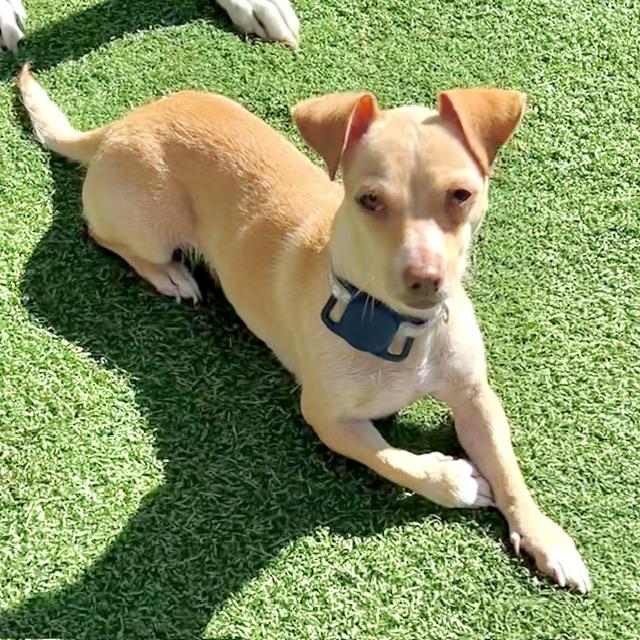 Enlarge Annie, a Adoptable mixed breed in benicia, CA image 2/6