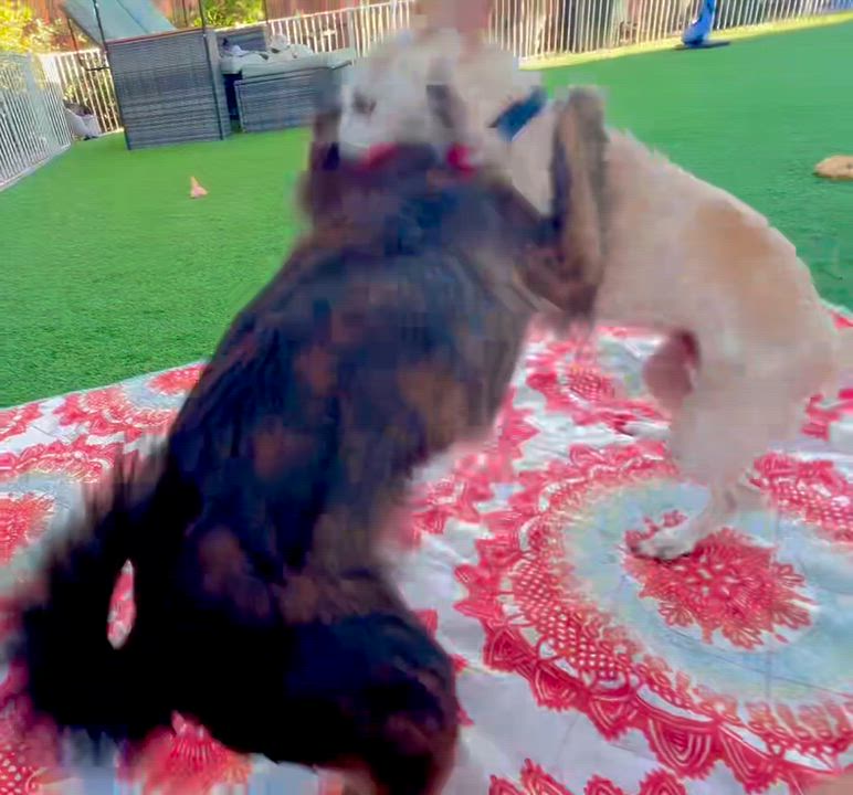 Enlarge Annie, a Adoptable mixed breed in benicia, CA video 3/6