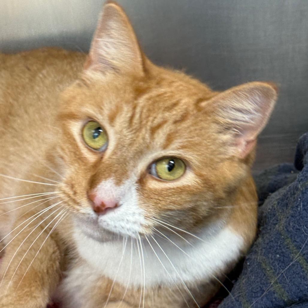 Creamsicle, Adoptable, Adult Male Domestic Short Hair.