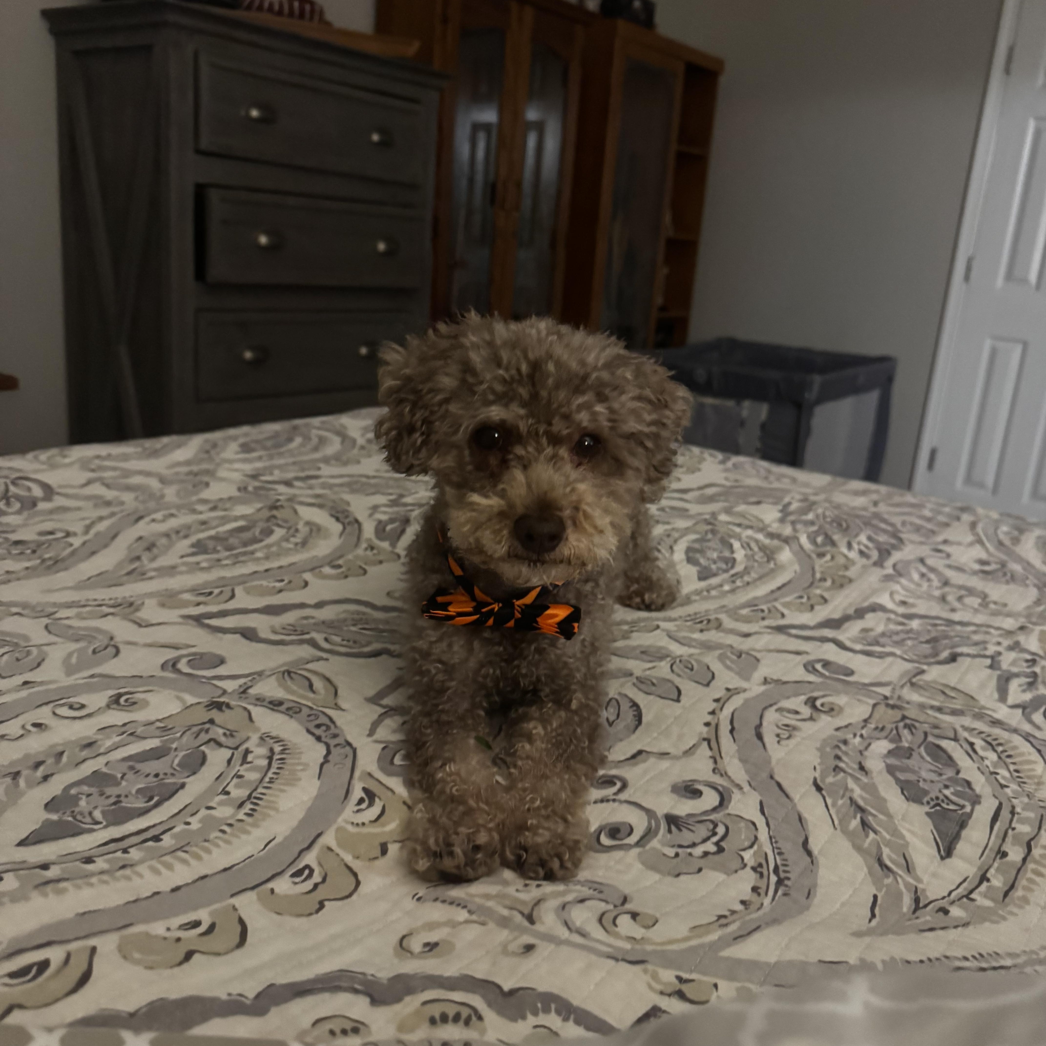 Baylor, Adopted, Senior Male Poodle (Toy).