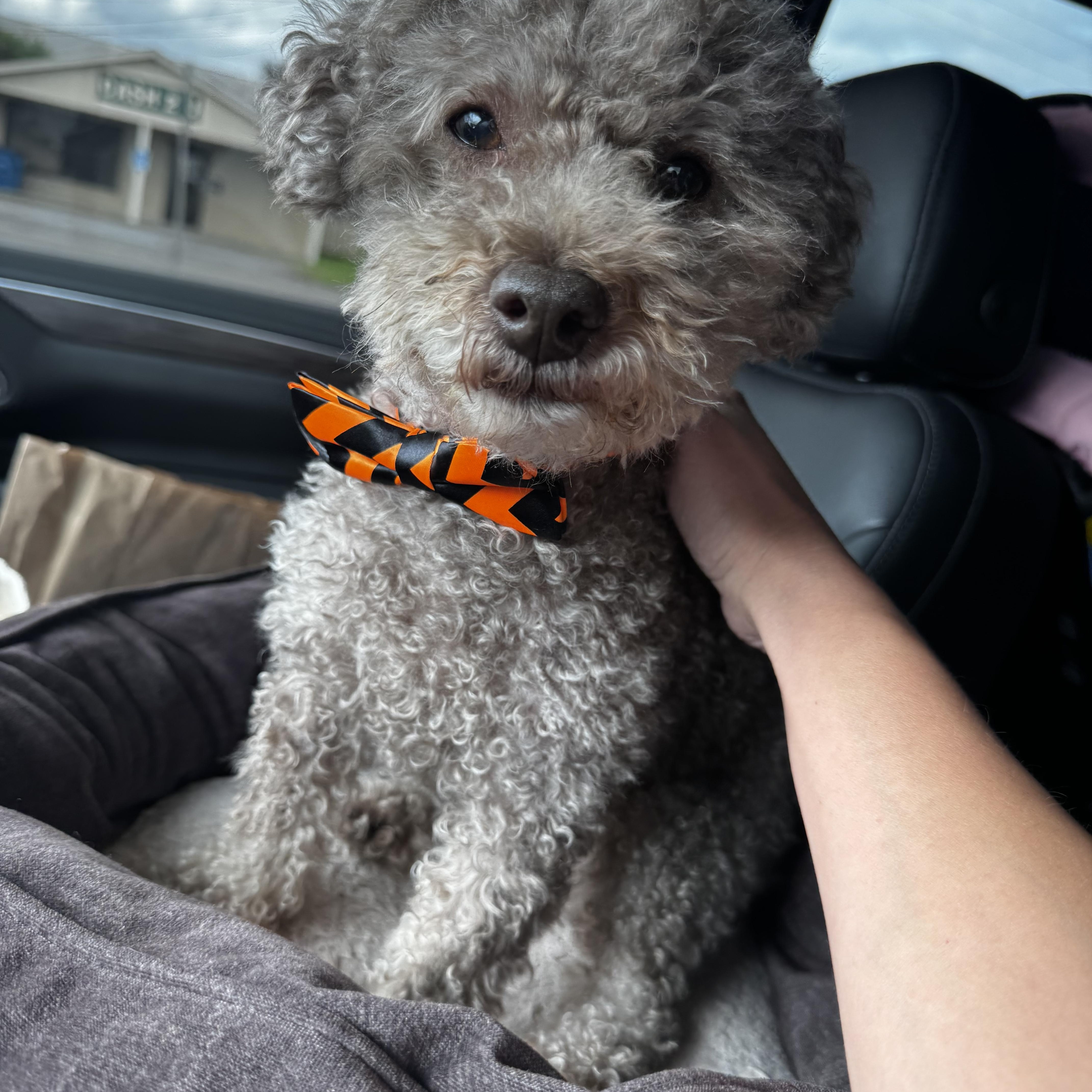 Enlarge Baylor, a Adopted Poodle (Toy) in Baton Rouge, LA image 2/4