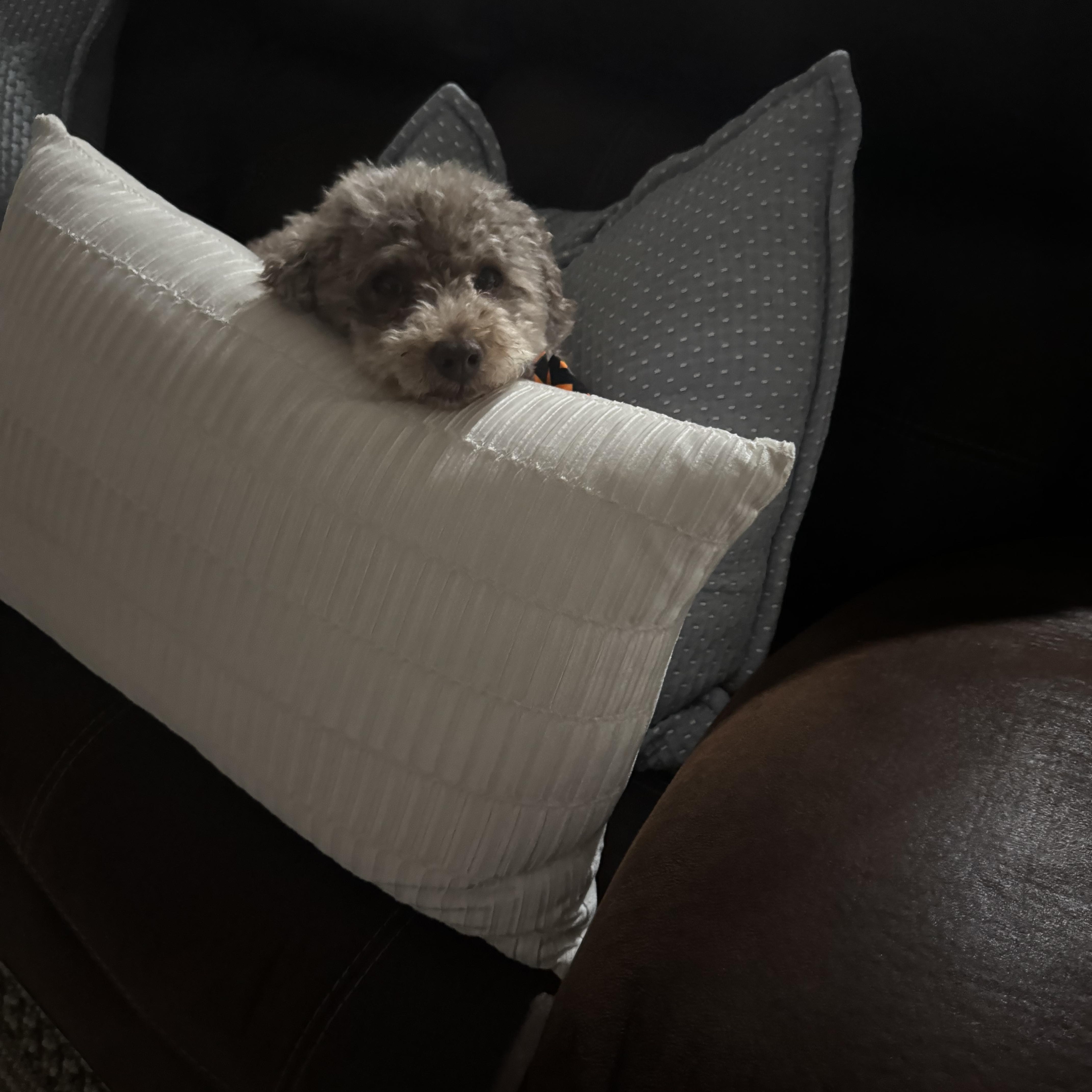 Enlarge Baylor, a Adopted Poodle (Toy) in Baton Rouge, LA image 4/4