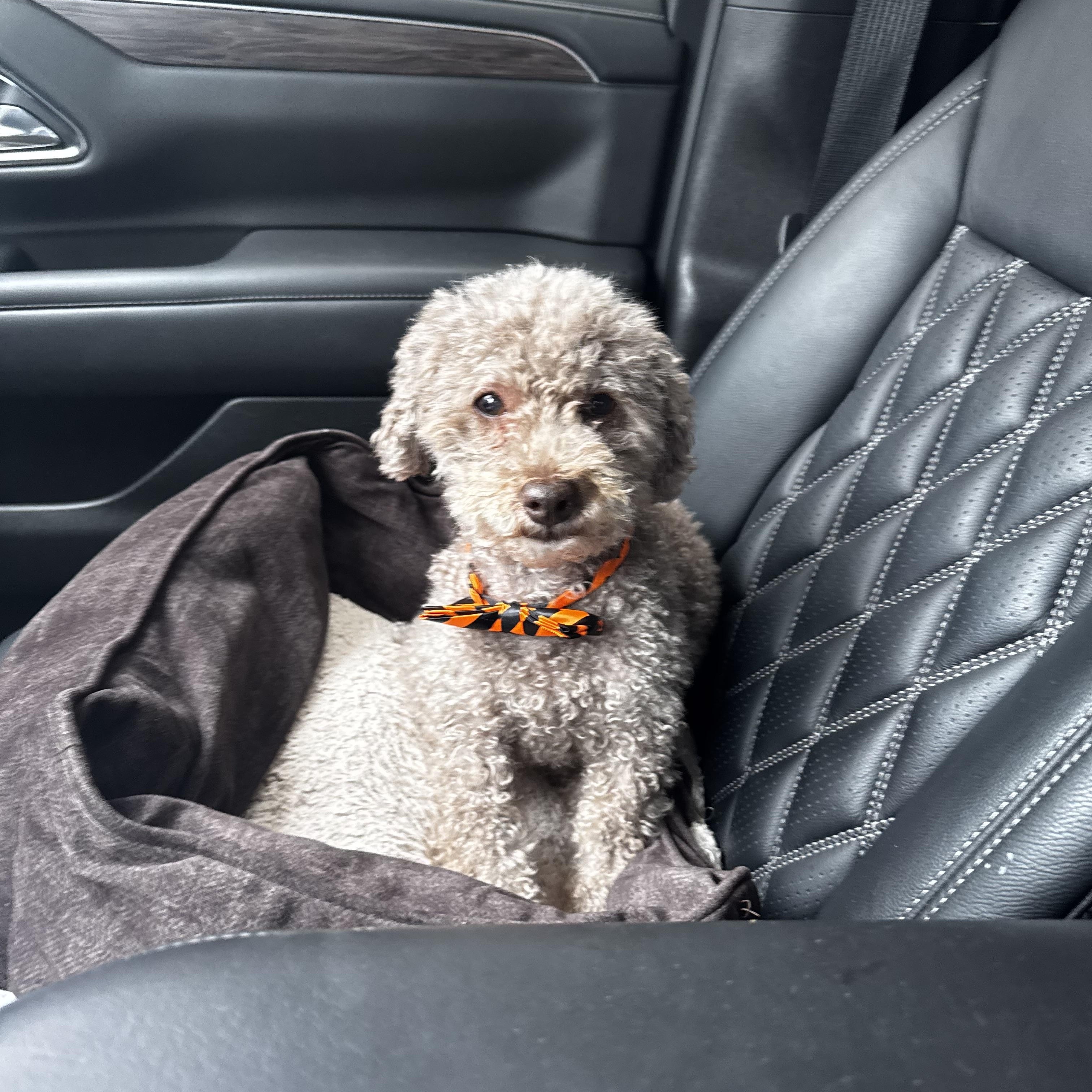 Enlarge Baylor, a Adopted Poodle (Toy) in Baton Rouge, LA image 3/4