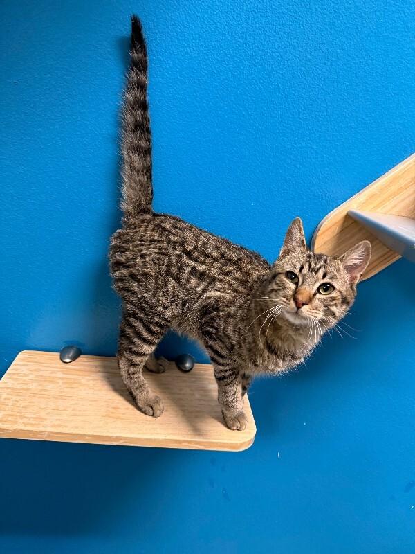 Tabasco, Adoptable, Adult Male Domestic Short Hair & Domestic Short Hair.