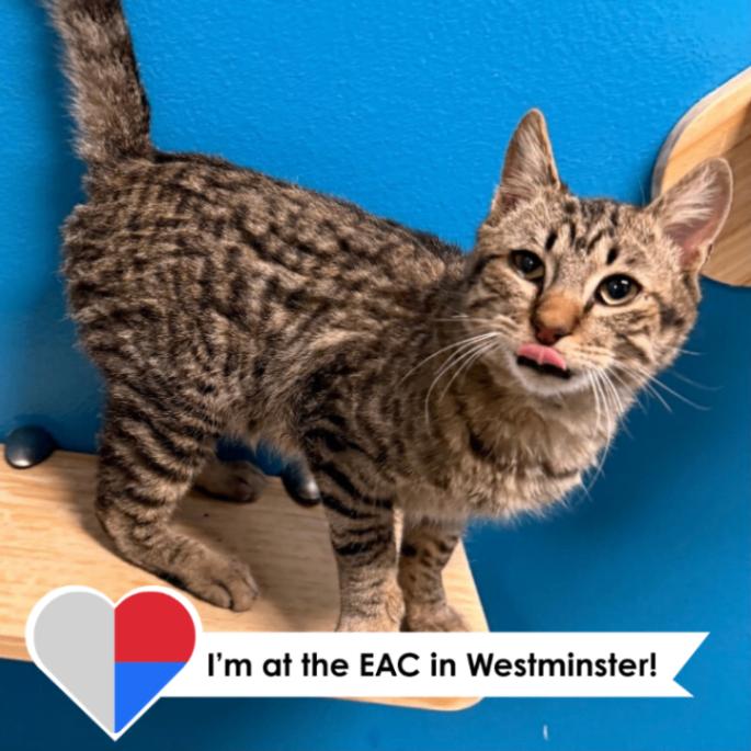 Enlarge Tabasco, a Adoptable mixed breed in Westminster, CO image 2/6