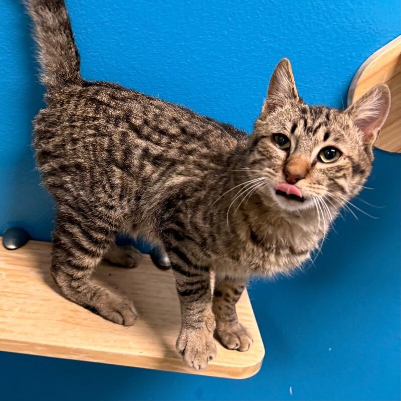 Enlarge Tabasco, a Adoptable mixed breed in Westminster, CO image 3/6