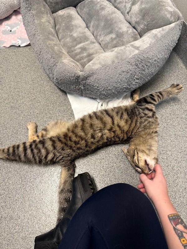 Enlarge Tabasco, a Adoptable mixed breed in Westminster, CO image 4/6