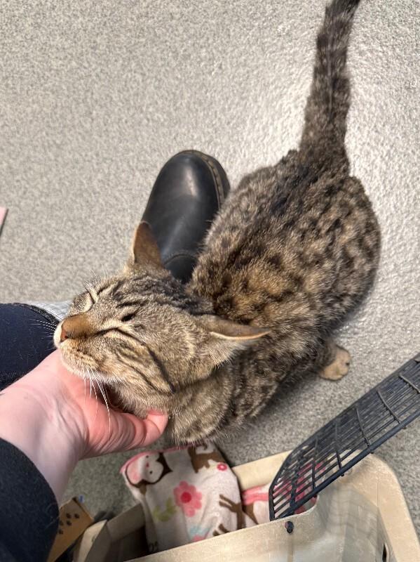 Enlarge Tabasco, a Adoptable mixed breed in Westminster, CO image 5/6