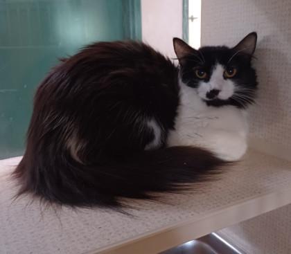 Chloe- BONDED TO LONDON, Adoptable, Adult Female Domestic Long Hair.