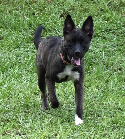 Shakespeare, Adoptable, Young Male Dutch Shepherd & Pit Bull Terrier.