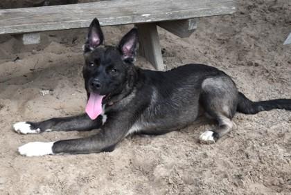 Enlarge Shakespeare, a Adoptable mixed breed in Inverness, FL image 3/4