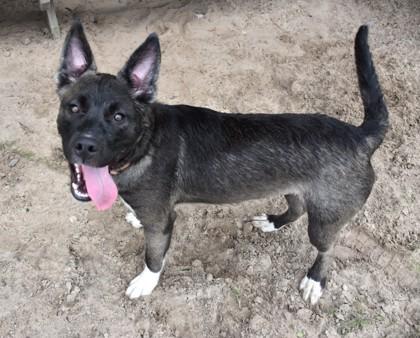 Enlarge Shakespeare, a Adoptable mixed breed in Inverness, FL image 4/4
