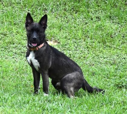 Enlarge Shakespeare, a Adoptable mixed breed in Inverness, FL image 2/4