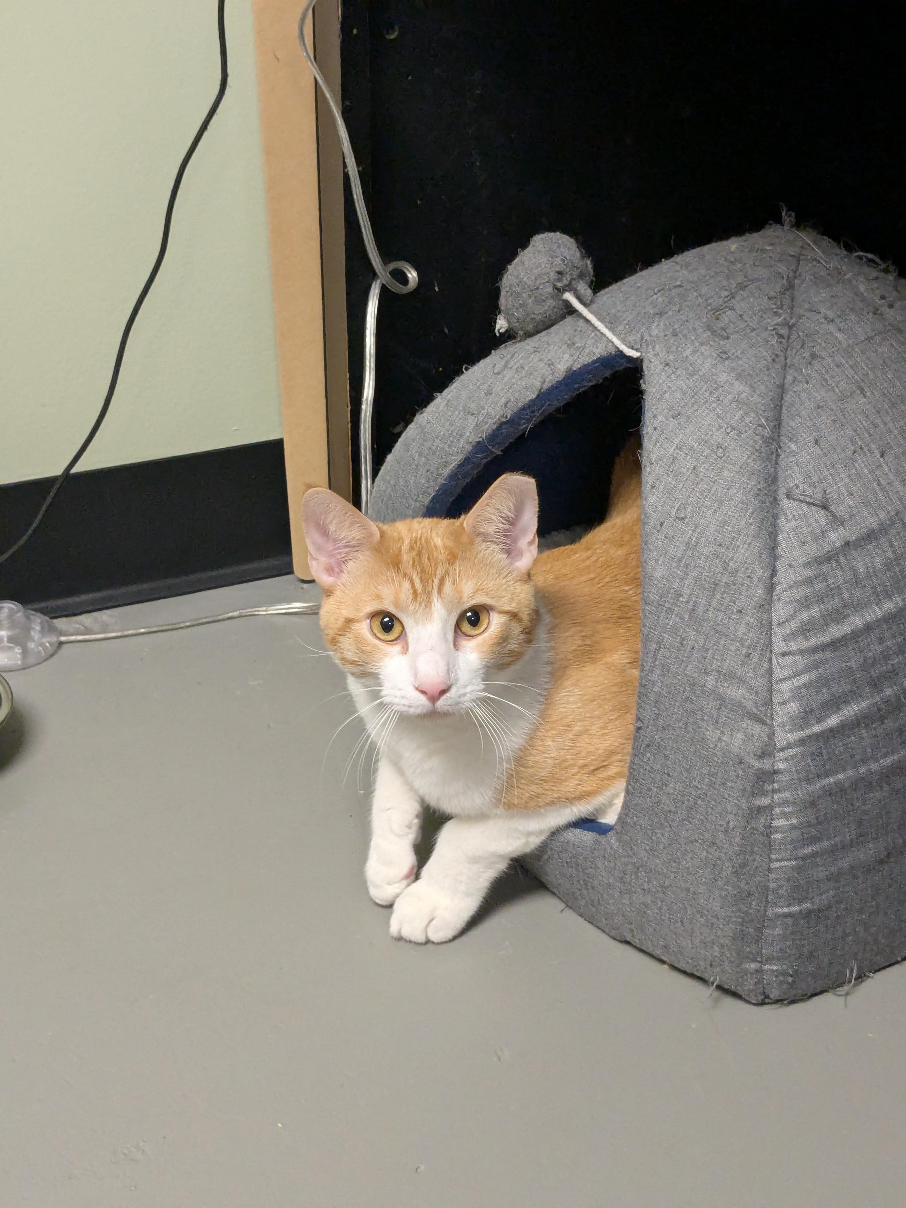 Enlarge Cato, a Adoptable Domestic Short Hair in Burlington, VT image 1/6