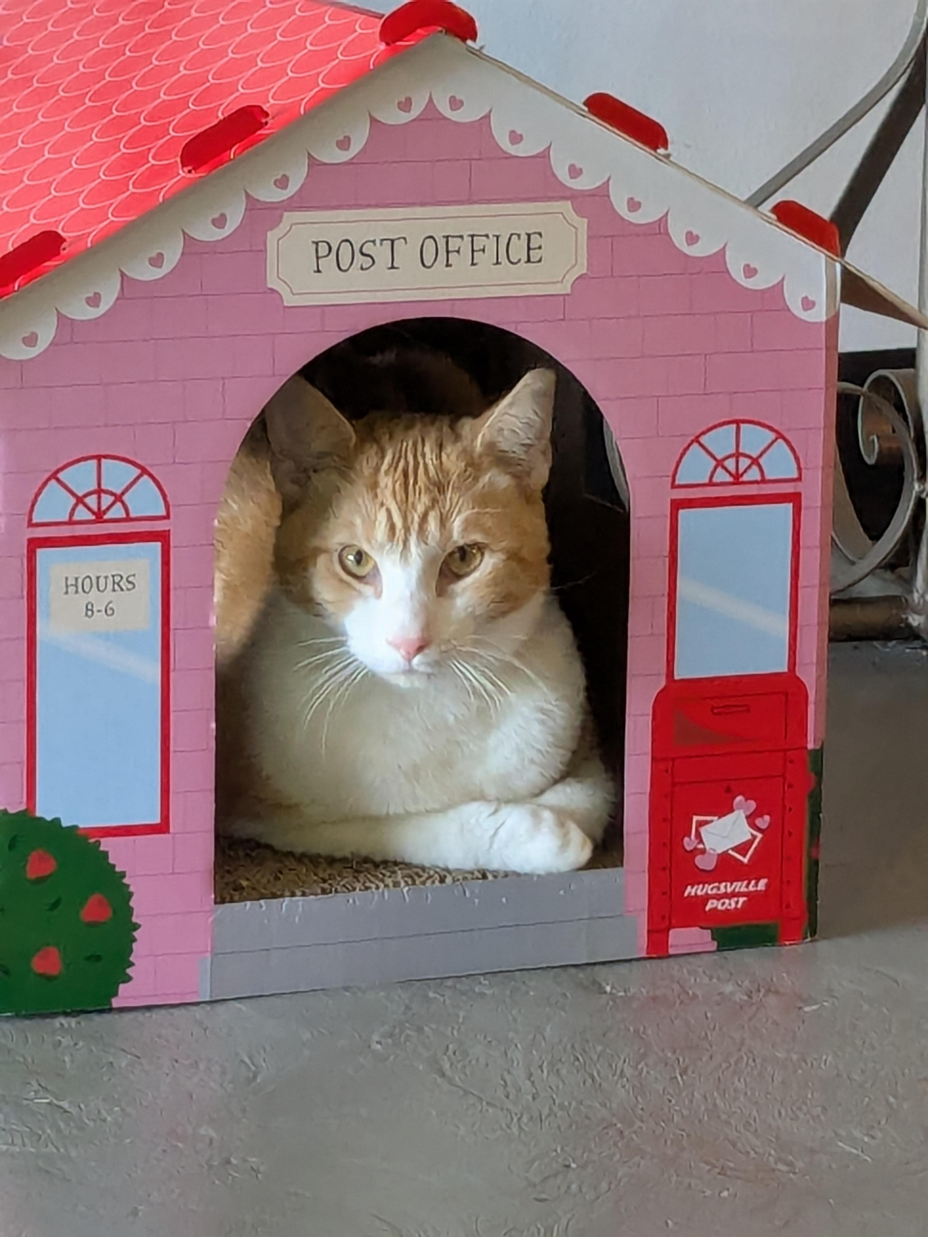 Cato, Adoptable, Young Male Domestic Short Hair.