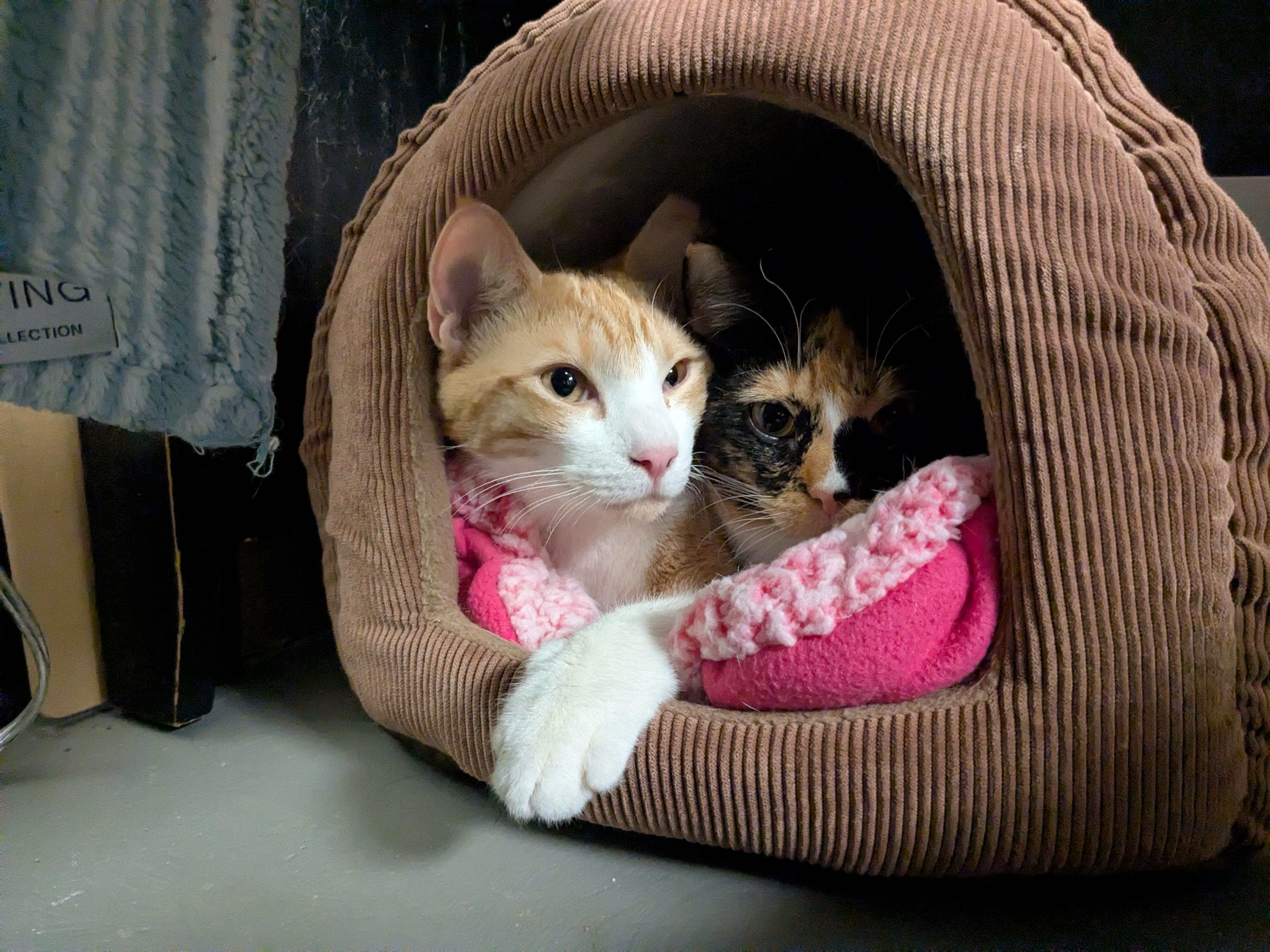 Enlarge Cato, a Adoptable Domestic Short Hair in Burlington, VT image 3/6