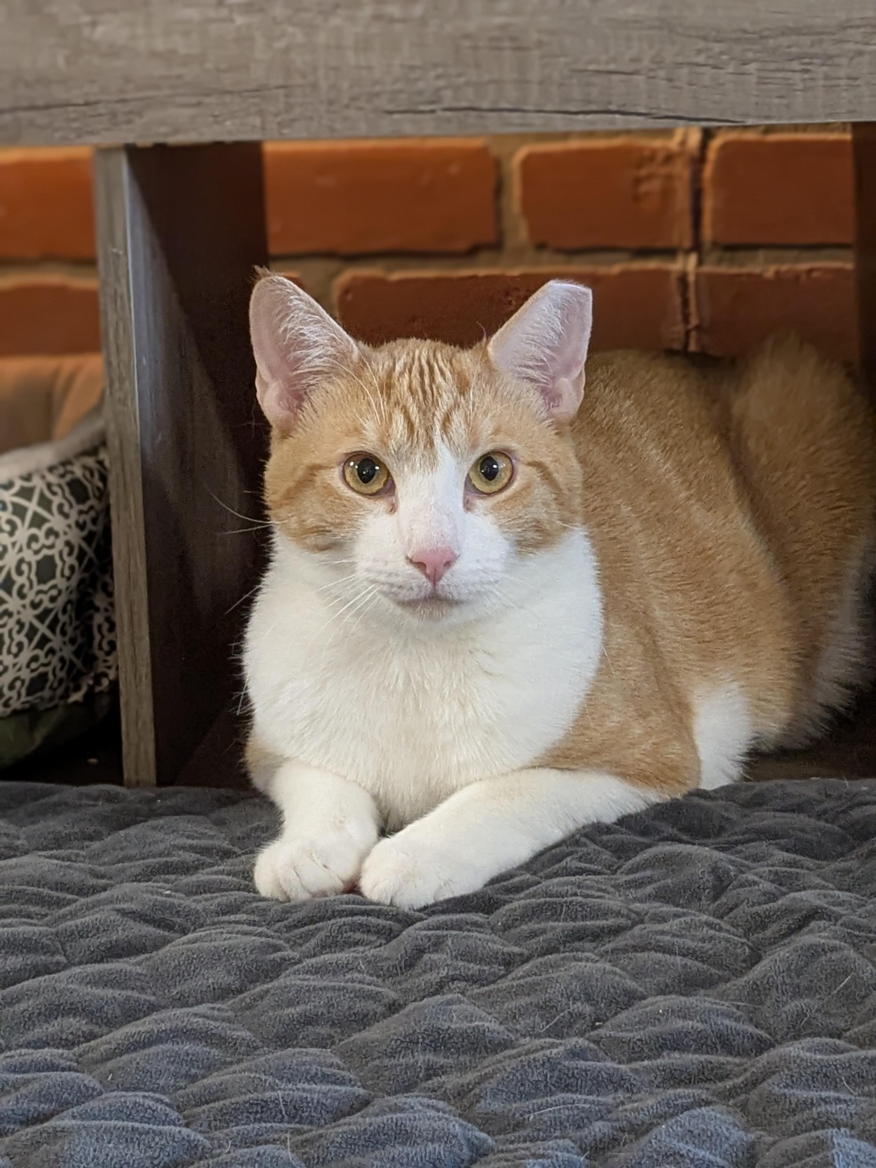 Enlarge Cato, a Adoptable Domestic Short Hair in Burlington, VT image 4/6