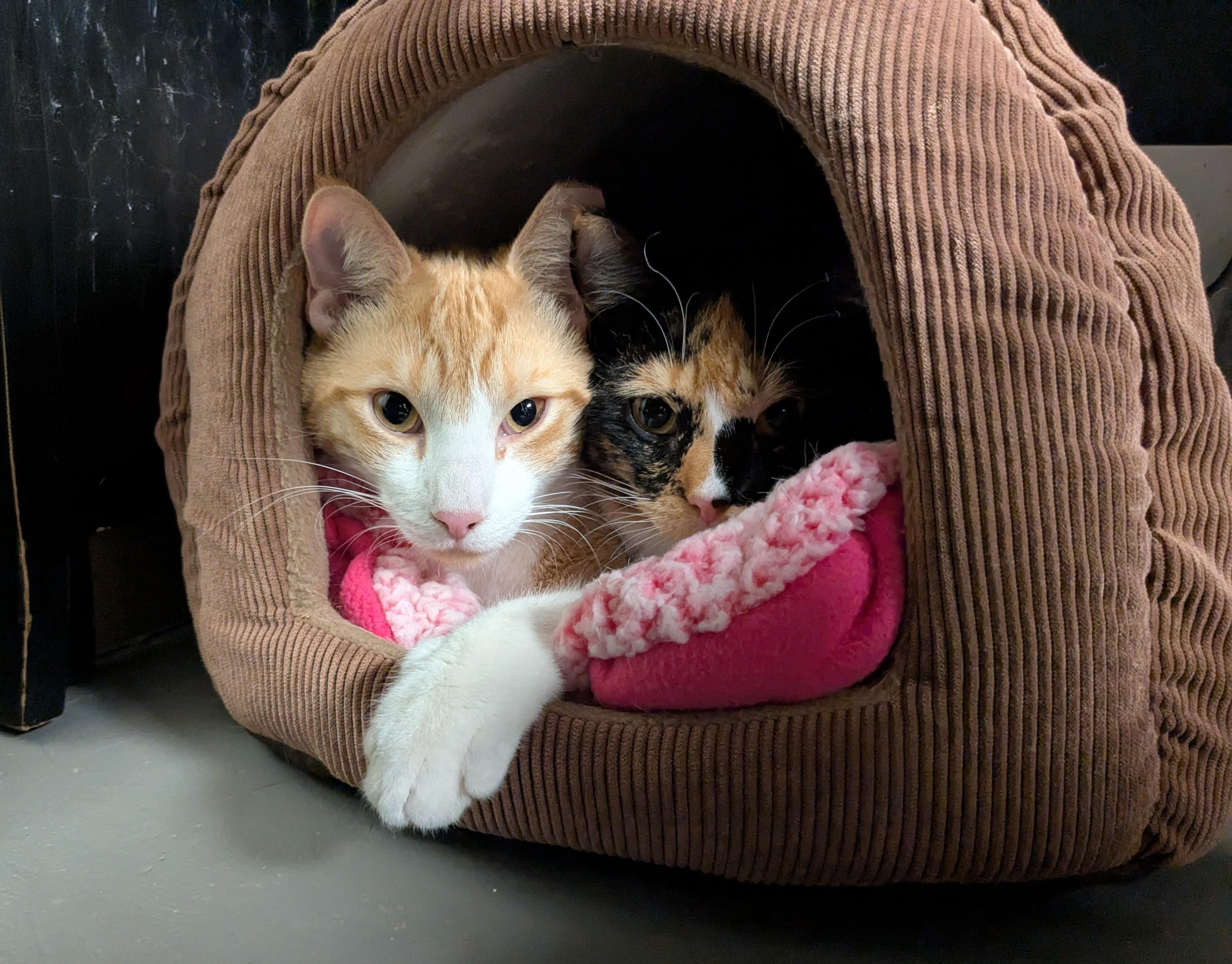 Enlarge Cato, a Adoptable Domestic Short Hair in Burlington, VT image 6/6