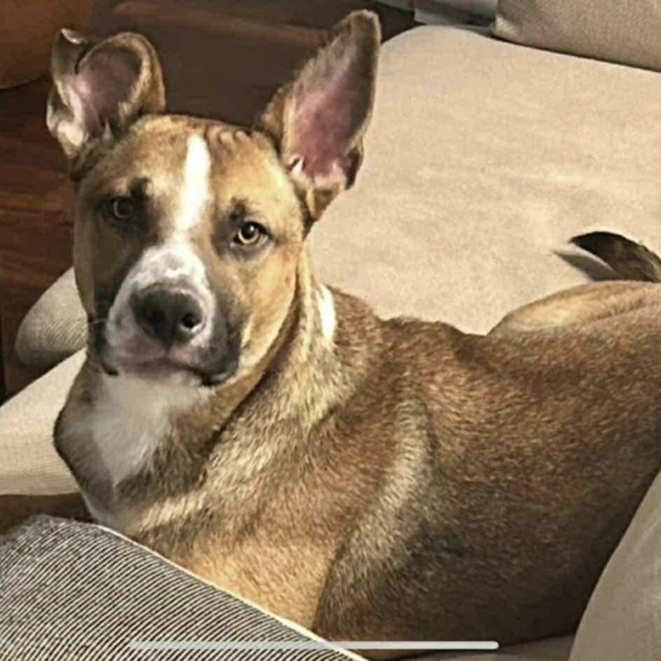 Brave Lokee (20250825-01)