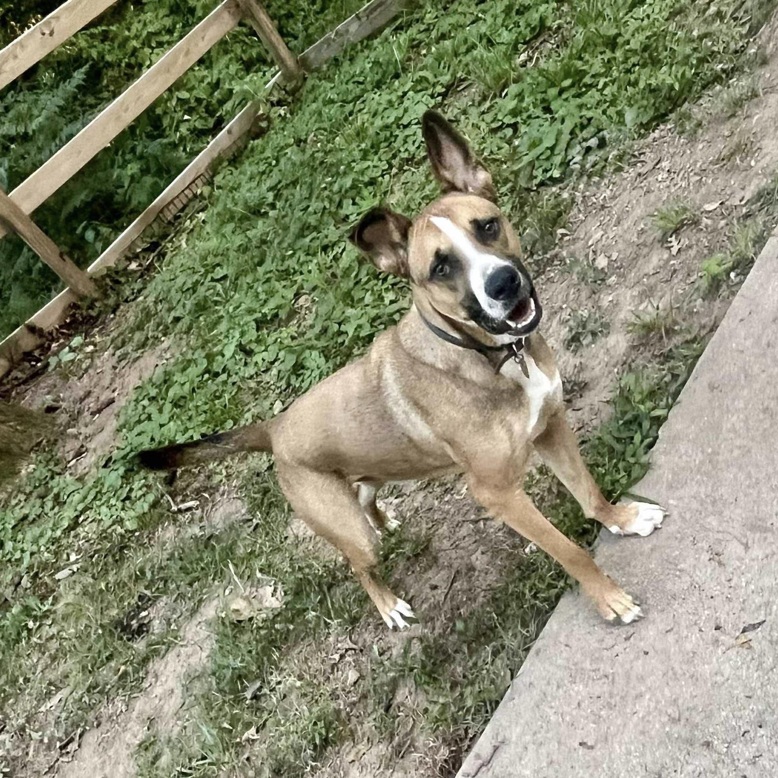 Brave Lokee (20250825-01)