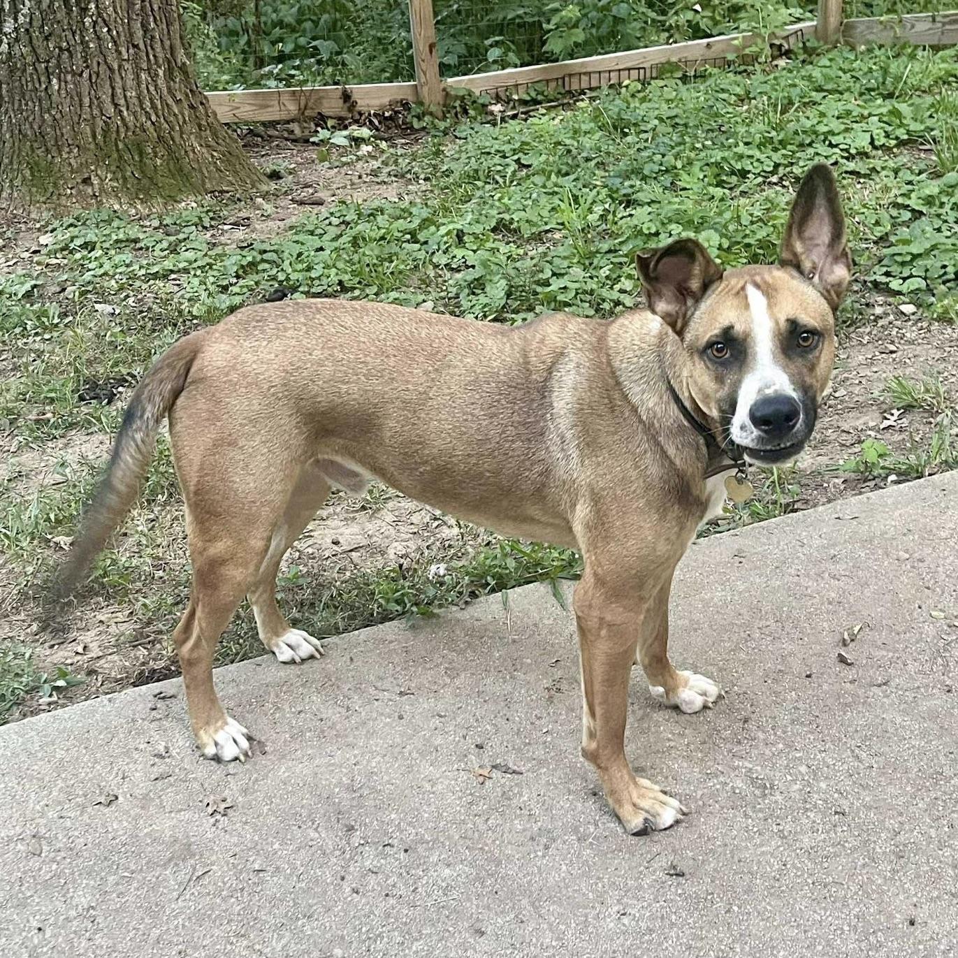 Brave Lokee (20250825-01)