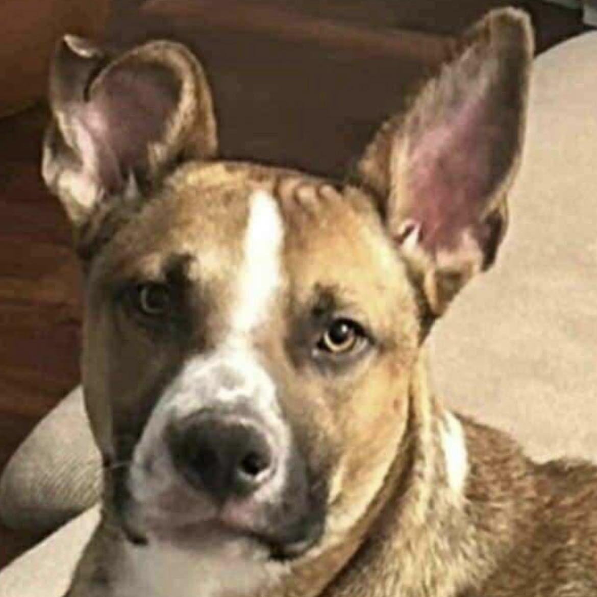 Brave Lokee (20250825-01)