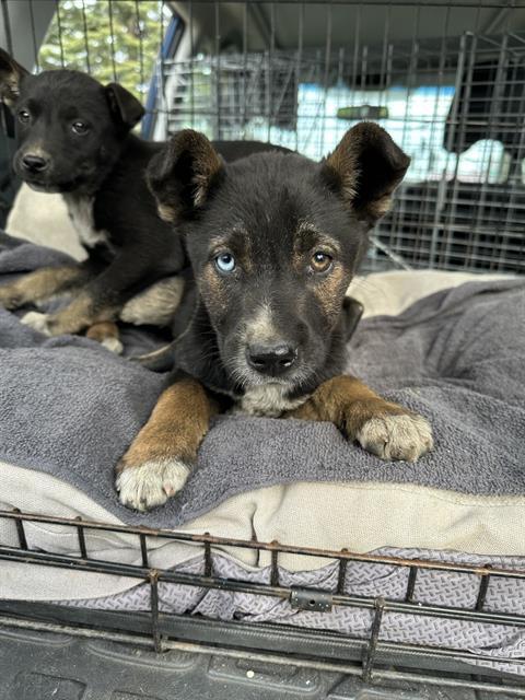 Enlarge A356726, a Adoptable mixed breed in Stockton, CA image 1/1