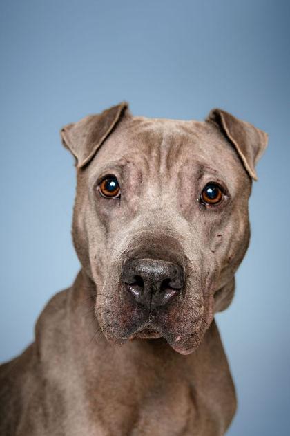 Enlarge Annika, a Adoptable mixed breed in Knoxville, TN image 1/3
