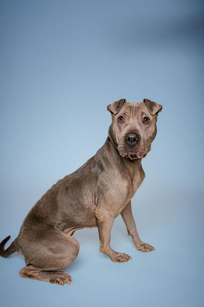 Enlarge Annika, a Adoptable mixed breed in Knoxville, TN image 2/3