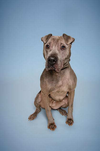 Enlarge Annika, a Adoptable mixed breed in Knoxville, TN image 3/3