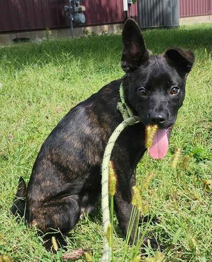 Ragnar, Adoptable, Young Female Mixed Breed.