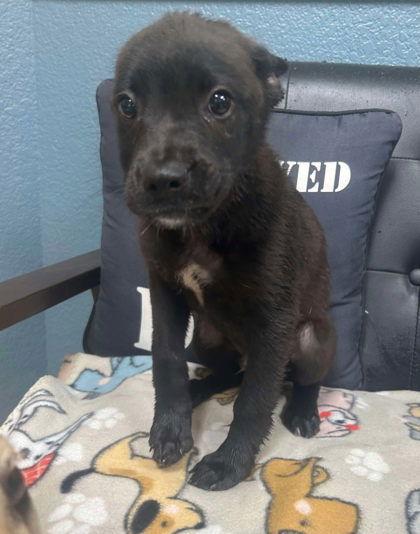 Enlarge Ragnar, a Adoptable Mixed Breed in Sullivan, IN image 2/2