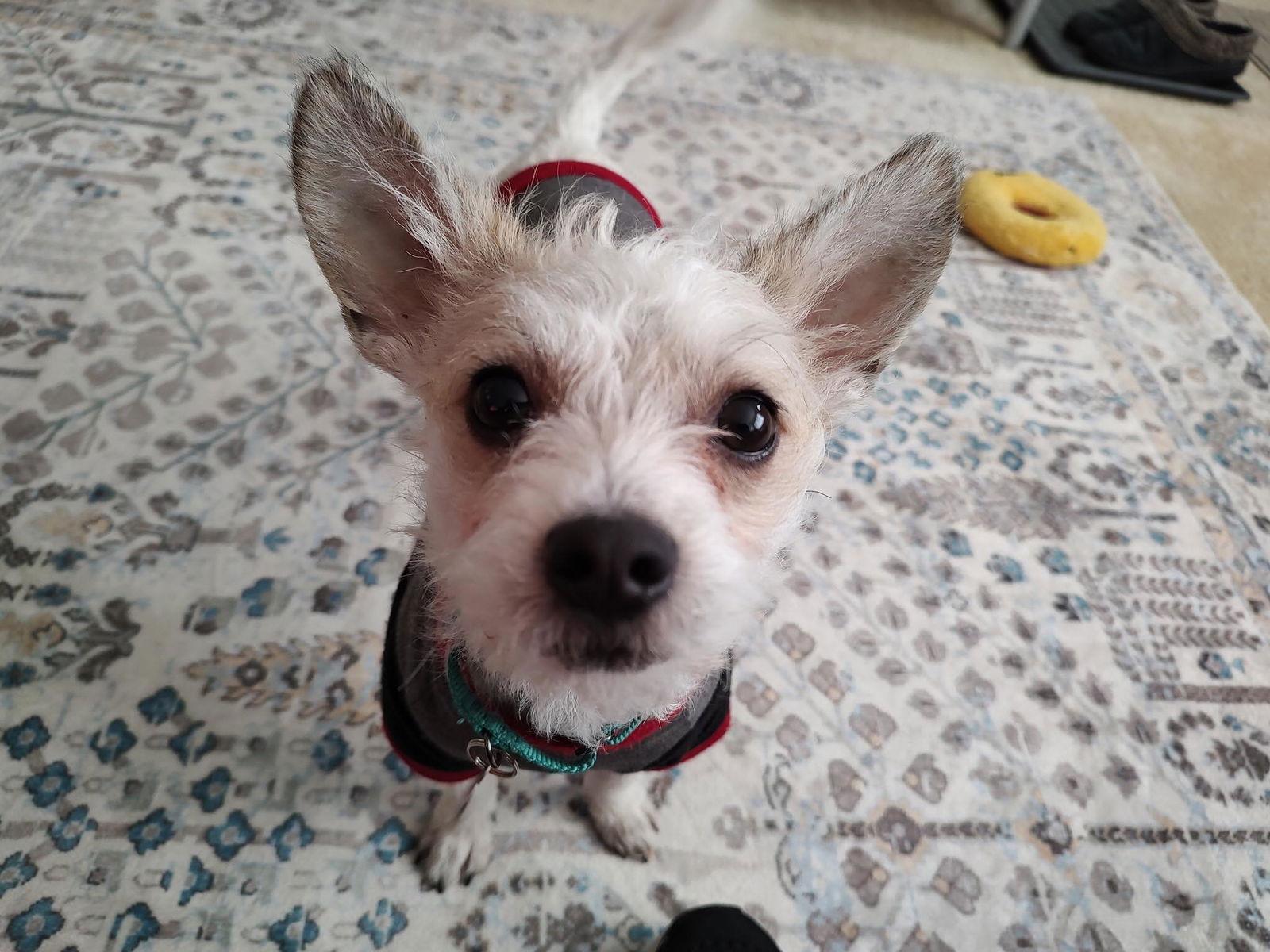 Kirby, Adoptable, Adult Male Terrier.