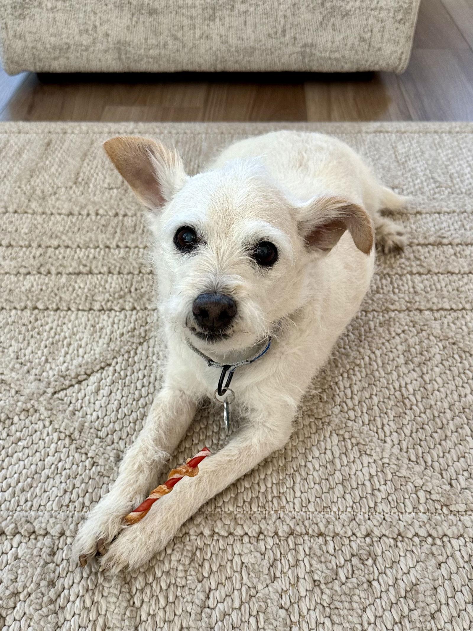 Kirby, Adoptable, Adult Male Terrier.