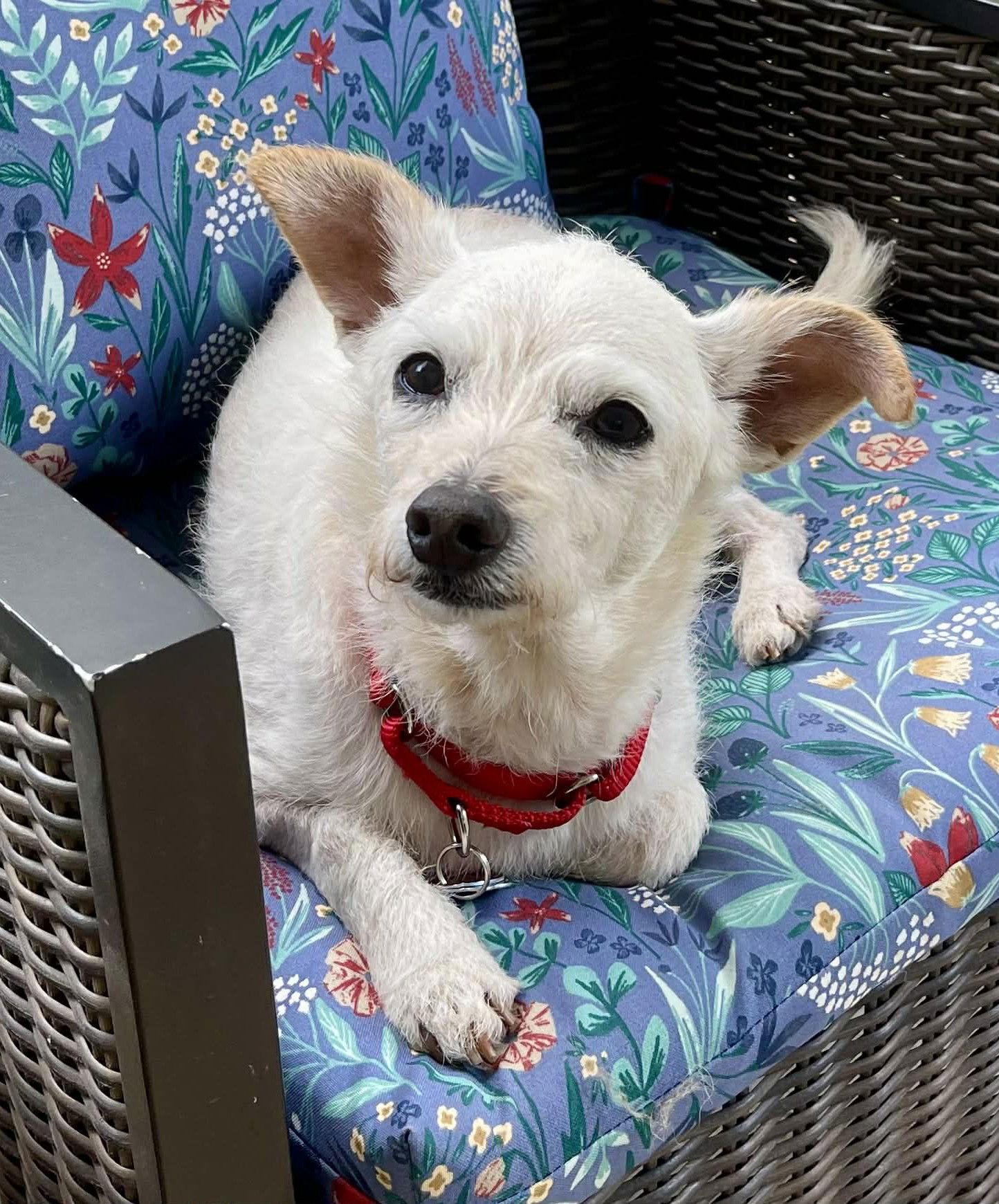 Enlarge Kirby, a Adoptable Terrier in Arlington, VA image 1/3