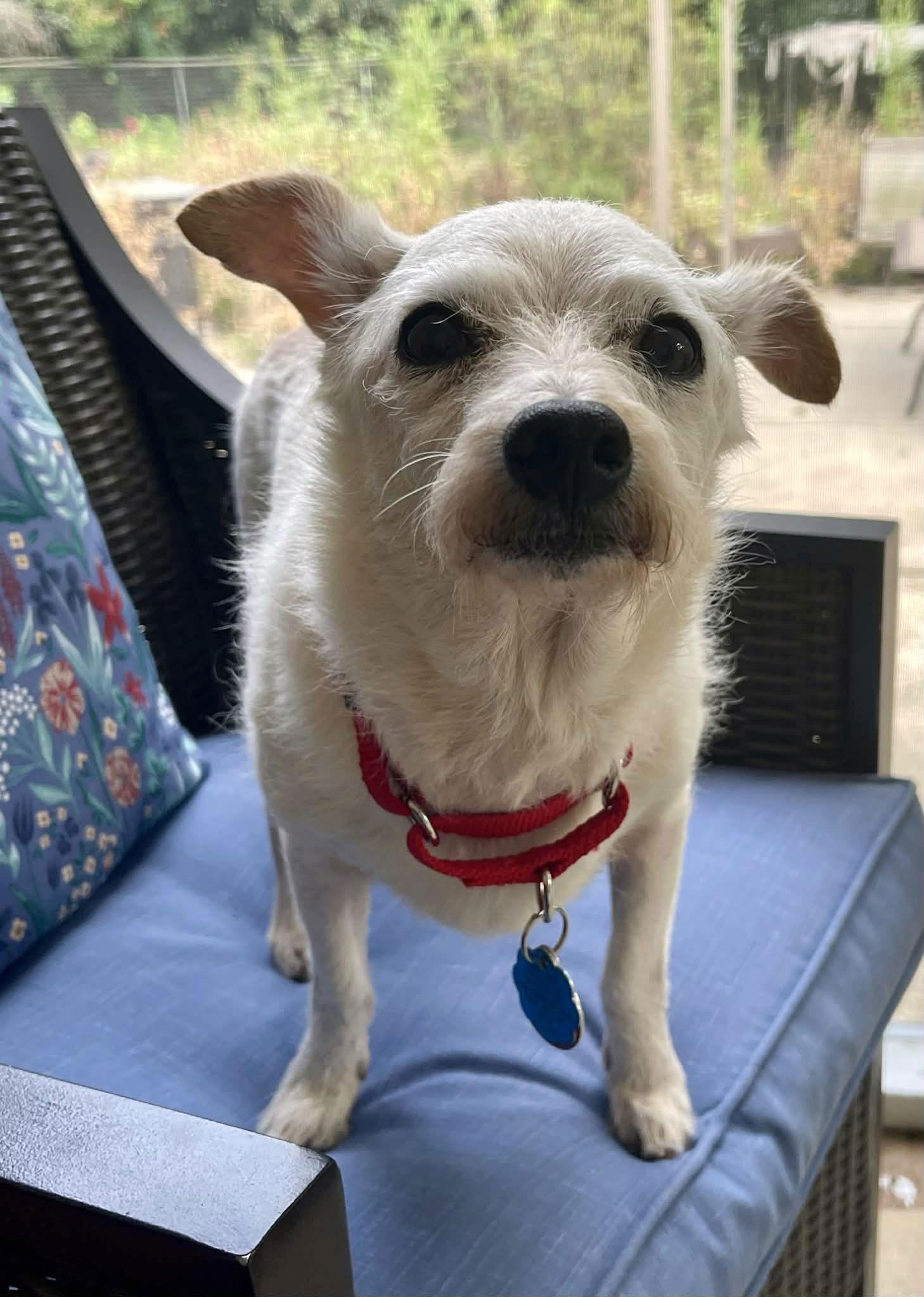 Enlarge Kirby, a Adoptable Terrier in Arlington, VA image 2/3