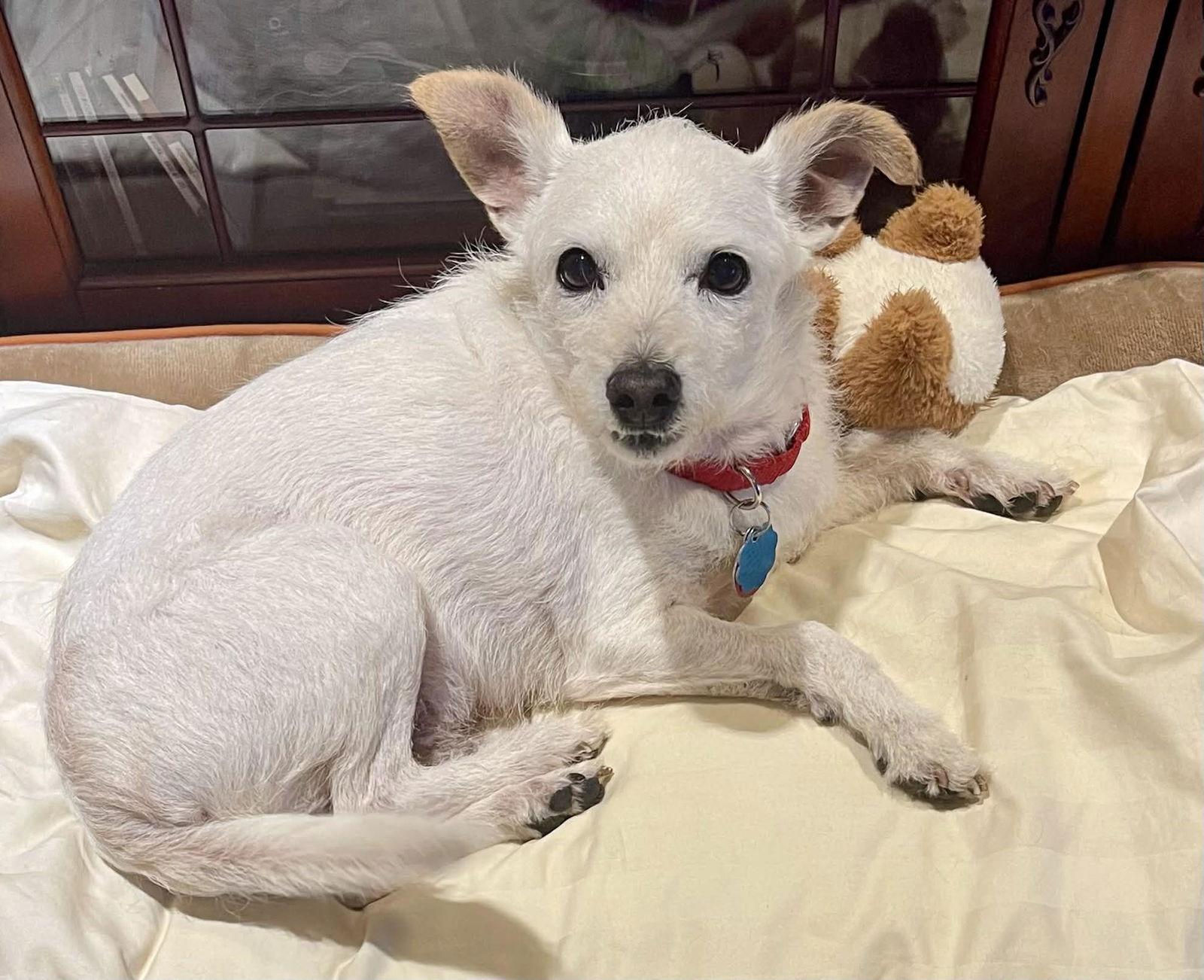 Enlarge Kirby, a Adoptable Terrier in Arlington, VA image 3/3